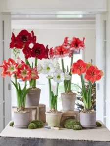 Premium Amaryllis Bulb